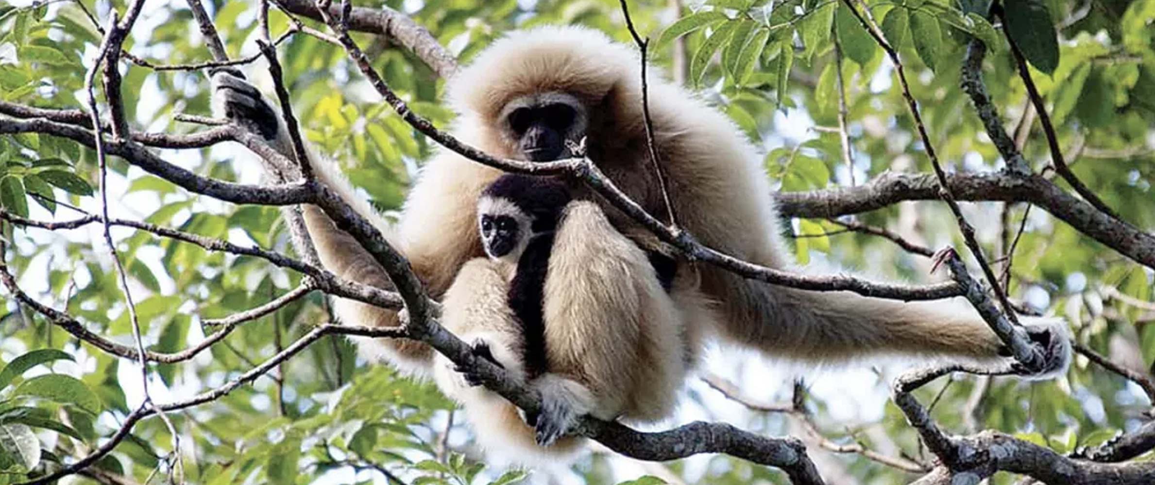 Gibbon Rehabilitation Project
