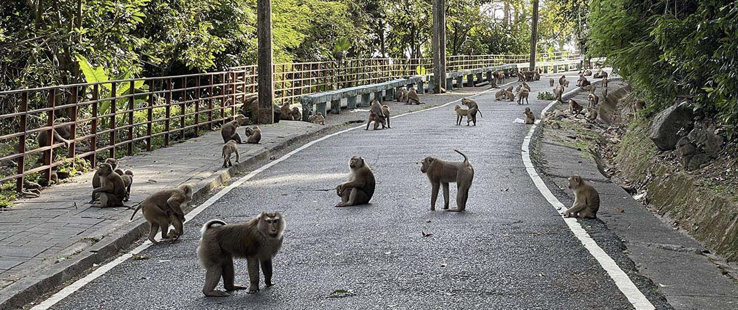 Monkey Hill